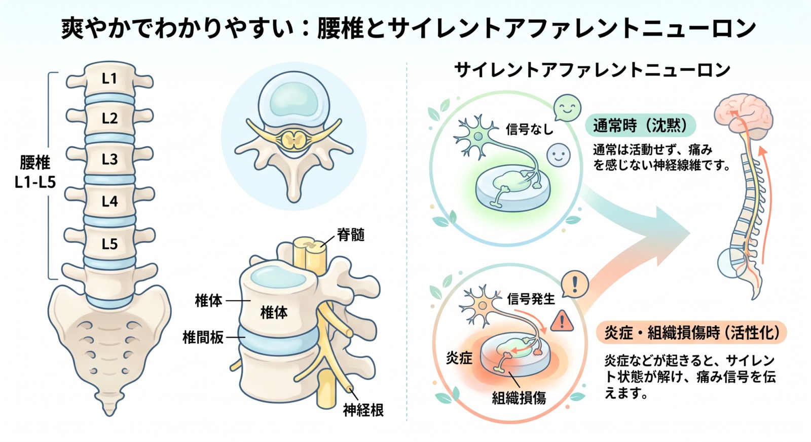サイレントアファレントニューロン